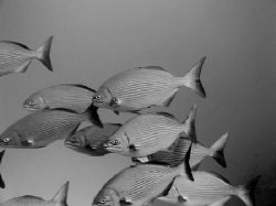 A school of bermuda chub on The Belize Barrier Reef by Martin Spragg 